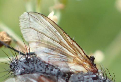 Réf. 325 260 : Eriothrix rufomaculata